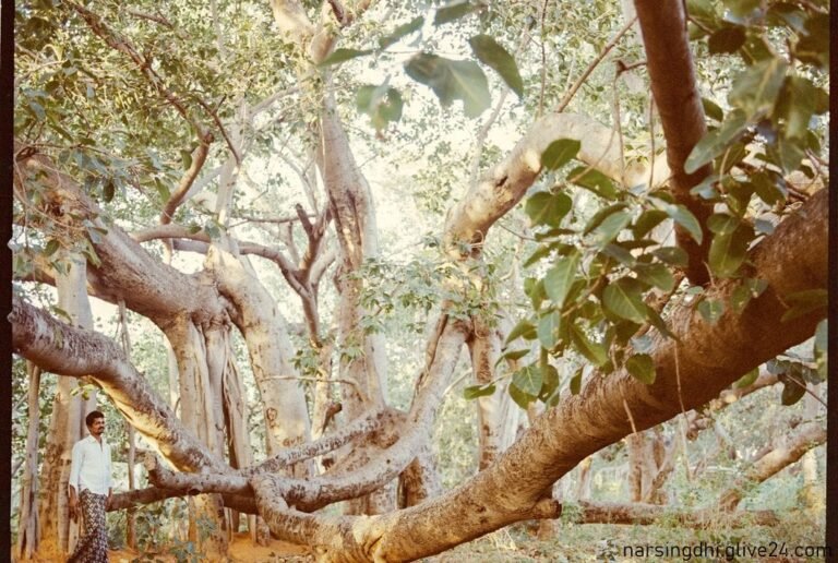 শতবর্ষী শতাধিক বটগাছের ছায়ায় বসে যে মেলা