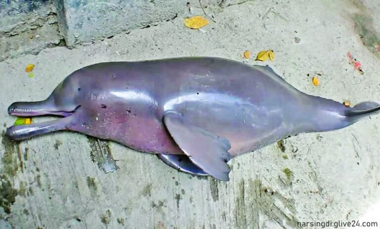 শুশুক দিয়ে মাছ শিকার